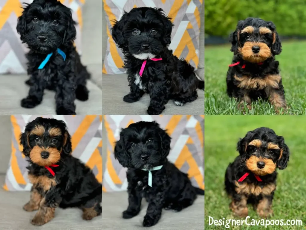 CAVAPOO 10 cavapoo puppies for sale